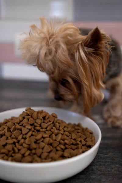 Yorkshire Terrier dog sniffing a bowl of dry food